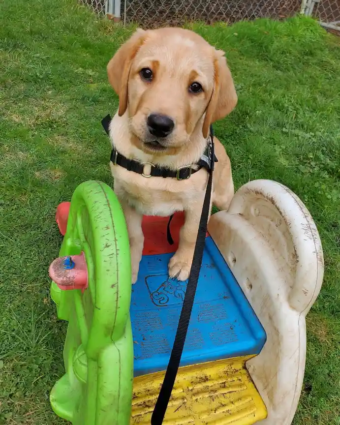A light-colored Labrador puppy wearing a black harness and leash sits atop a colorful, muddy plastic children's ride-on toy…