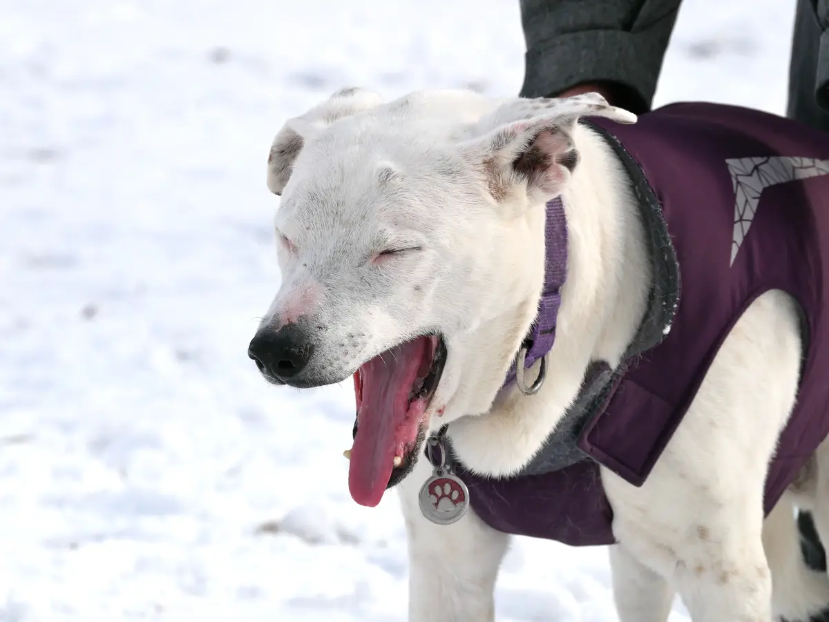 A white dog wearing a purple vest stands in snow with its eyes closed and mouth wide open, tongue hanging out, appearing…