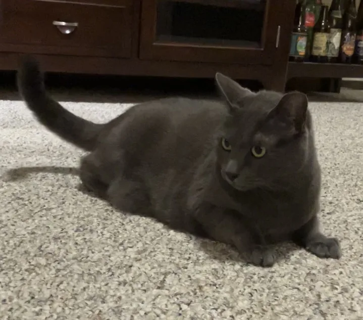 A gray cat lies on a speckled carpet, looking slightly to the side with a calm, unbothered expression. Behind it is a dark…