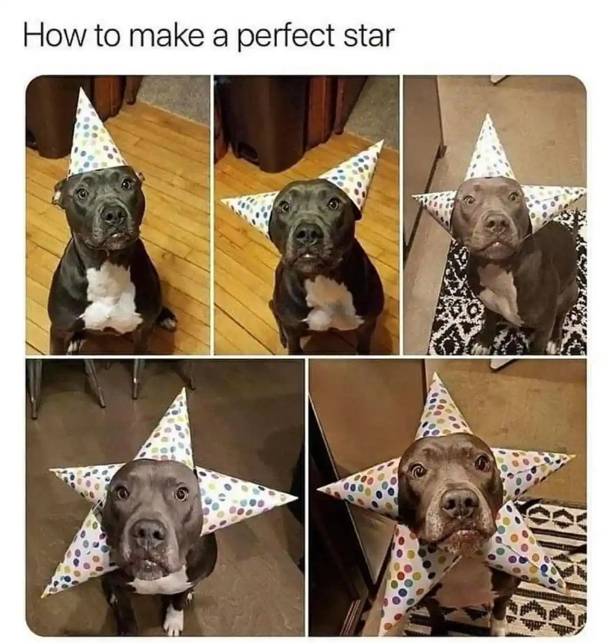 No cones, no pines, just pure stardom.