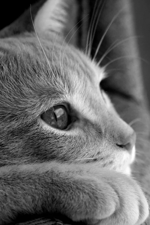 A black-and-white close-up of a cat's face, showing its eye and whiskers, with its paw resting under its chin. The cat…