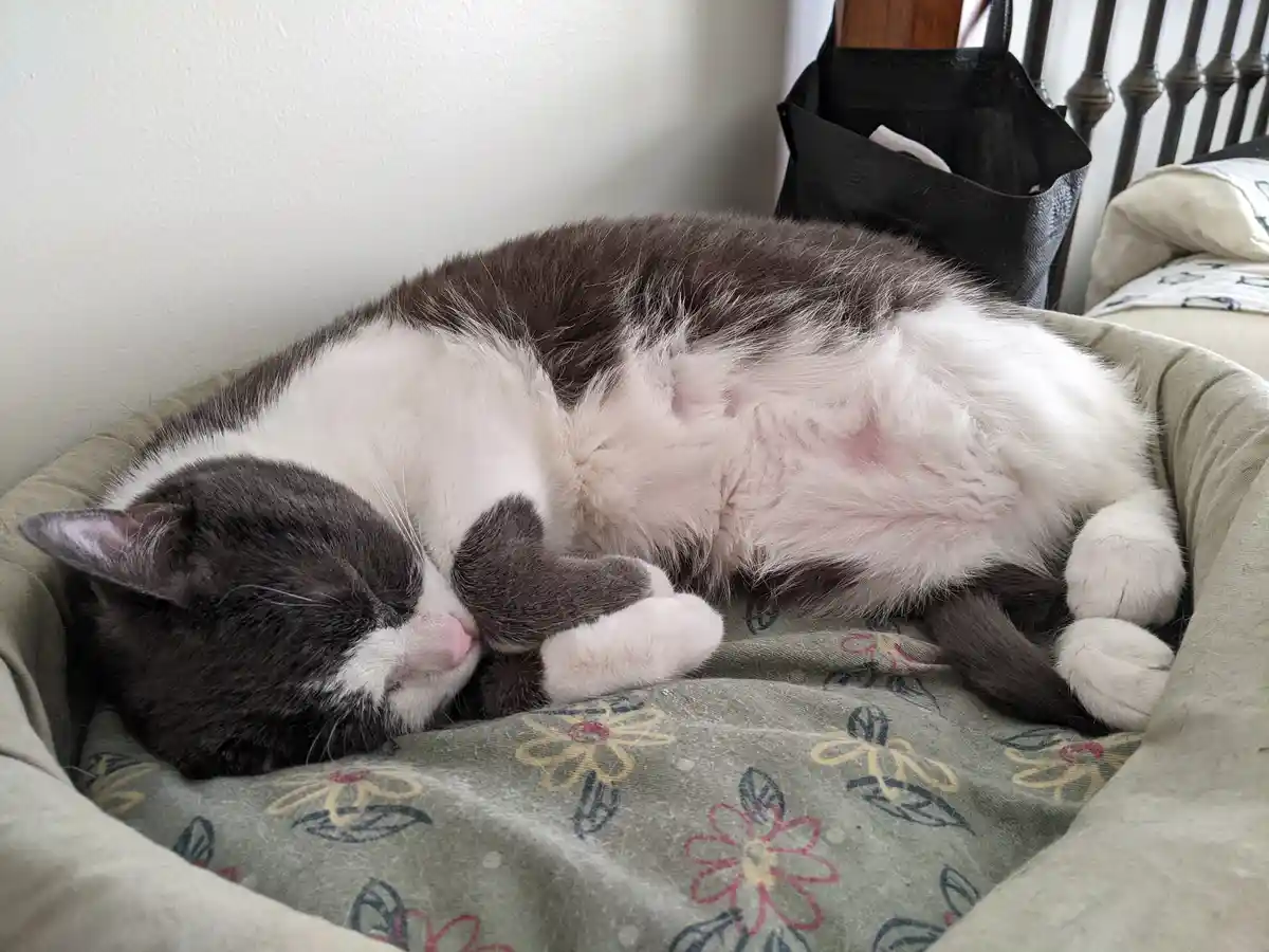 A fluffy black-and-white cat is curled up asleep in a green floral pet bed, exposing its belly. The overlaid text reads 'i'm…
