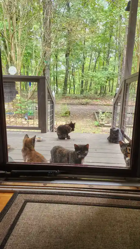 From inside a house, five cats are seen on a wooden deck outside a window, looking in with various expressions. One cat in…