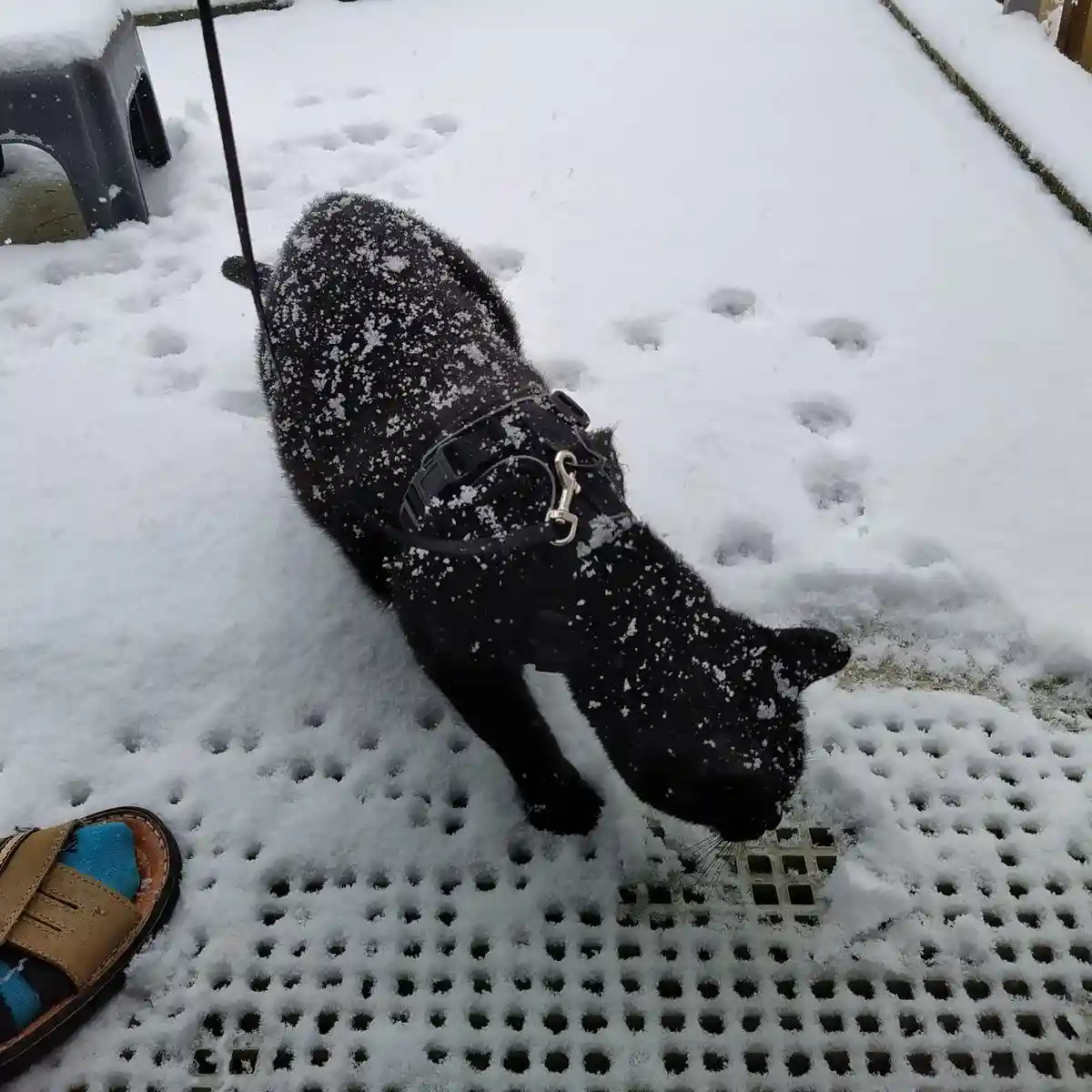 A black cat wearing a harness and leash is walking through snow, covered in flakes, on a perforated outdoor surface. A…