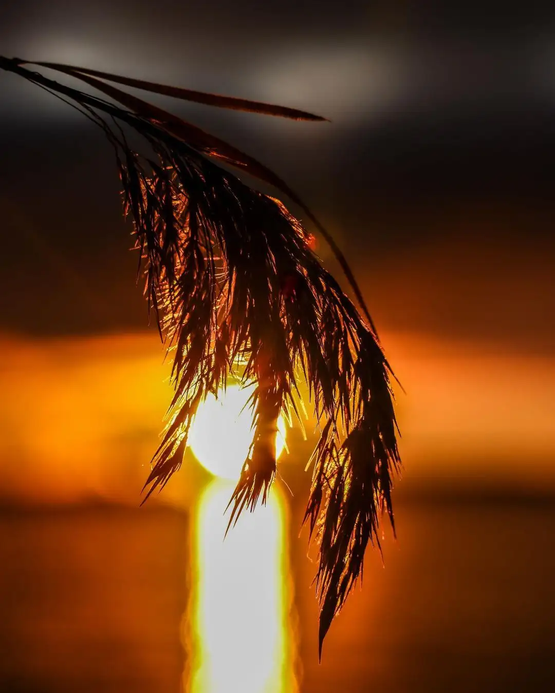 A close-up photograph shows the silhouette of a feathery plant, likely a reed or pampas grass, against a vibrant orange and…