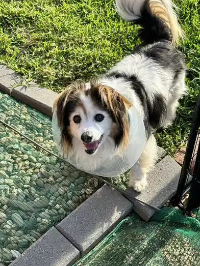A small black and white dog with long fur and a happy expression stands on a stone path next to green grass, wearing a clear…