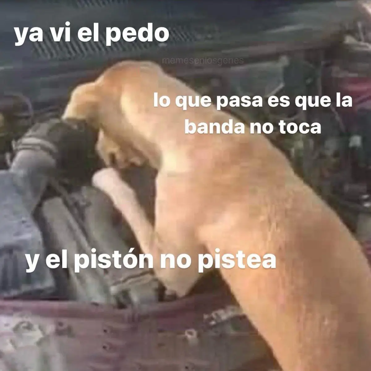 A blurry image of a light-colored dog sniffing or licking a person's leg while lying on a bed or couch. White text overlays…
