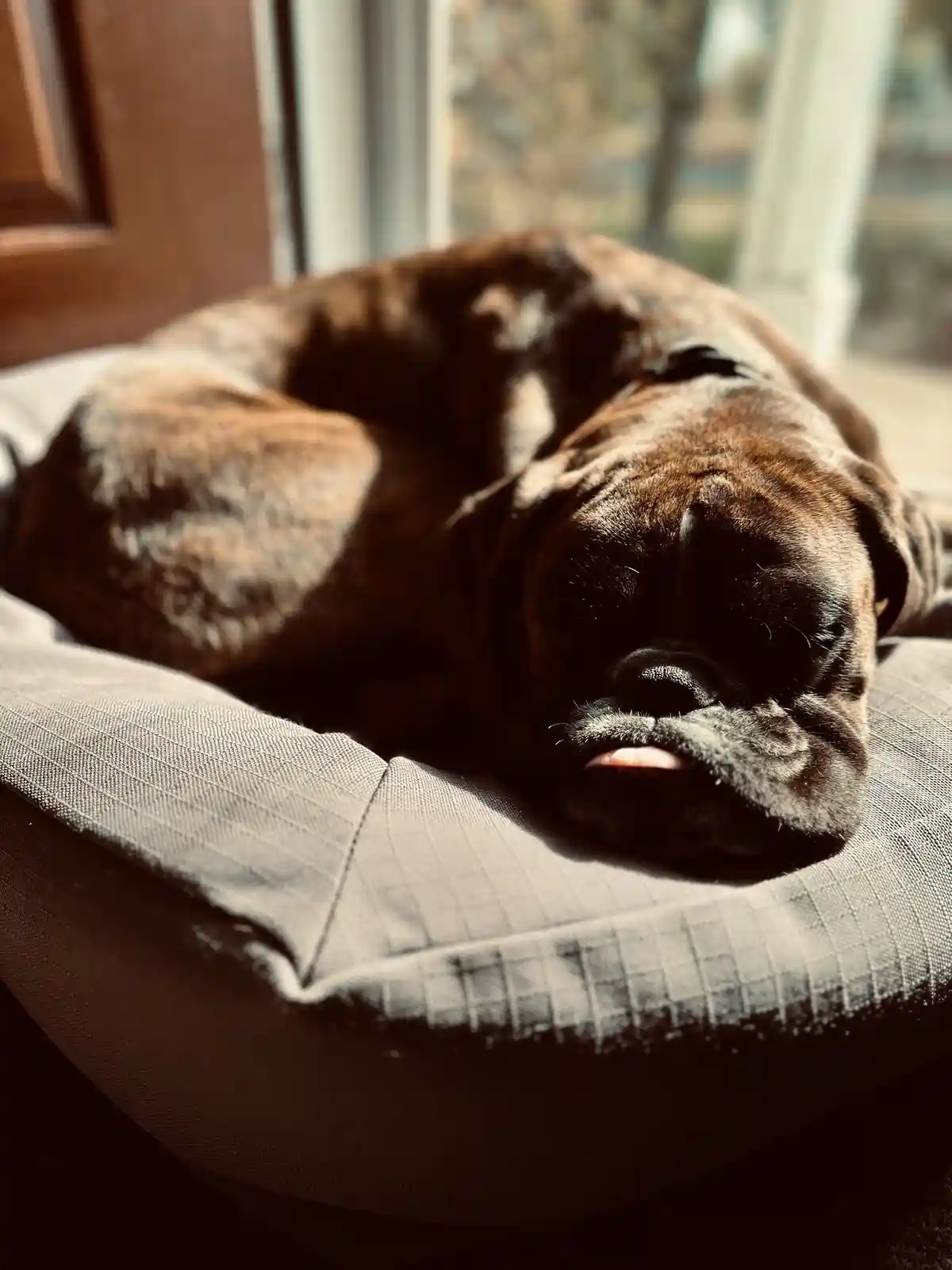 A brindle boxer dog is curled up and sleeping soundly in a grey dog bed positioned near a window, with sunlight illuminating…