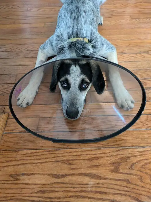 A blue heeler dog wearing a clear plastic cone collar lies on a wooden floor, looking up with large, sad eyes. The dog's…