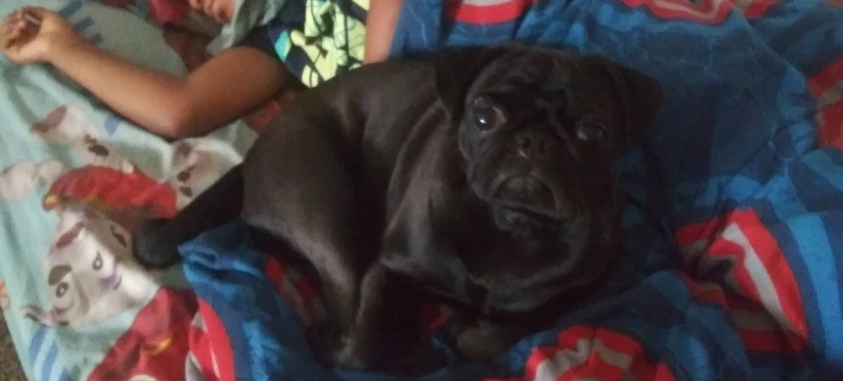 A black pug with a sad, wide-eyed expression sits on a blue, red, and white patterned blanket next to a sleeping child. The…