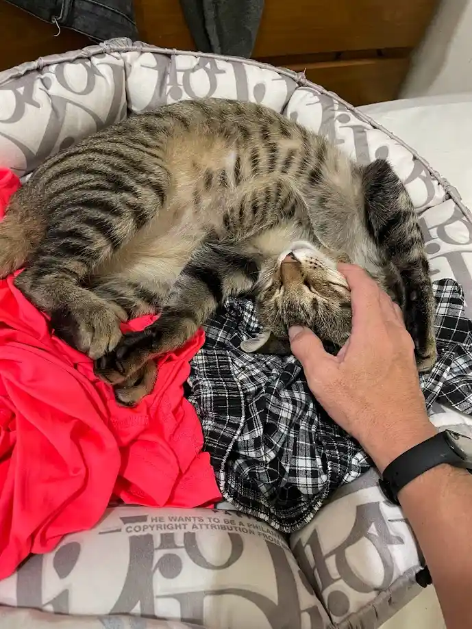 Just a Cat: The Ultimate Mood Booster