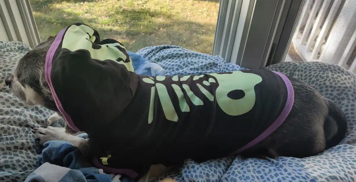 A small dog wearing a black skeleton-themed hoodie with glowing green bones and a skull design is sleeping peacefully on a…