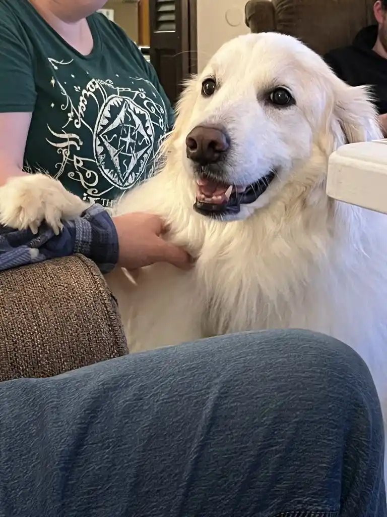 A large, fluffy white dog with a happy, slightly goofy expression sits on a couch, looking directly at the camera. A person…