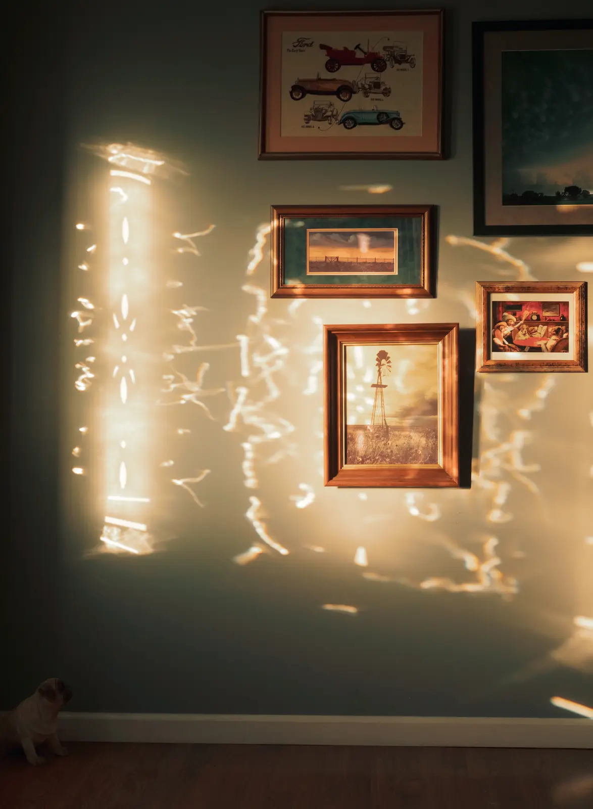 A pug sits on a wooden floor looking up at a wall with several framed pictures, including vintage cars and a windmill…