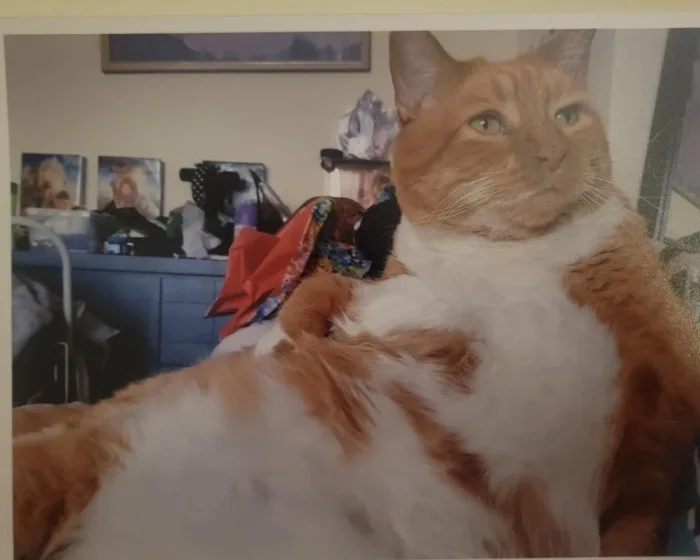 A close-up photo of an orange and white cat lounging with a bored, unimpressed expression, looking off to the side. The cat…
