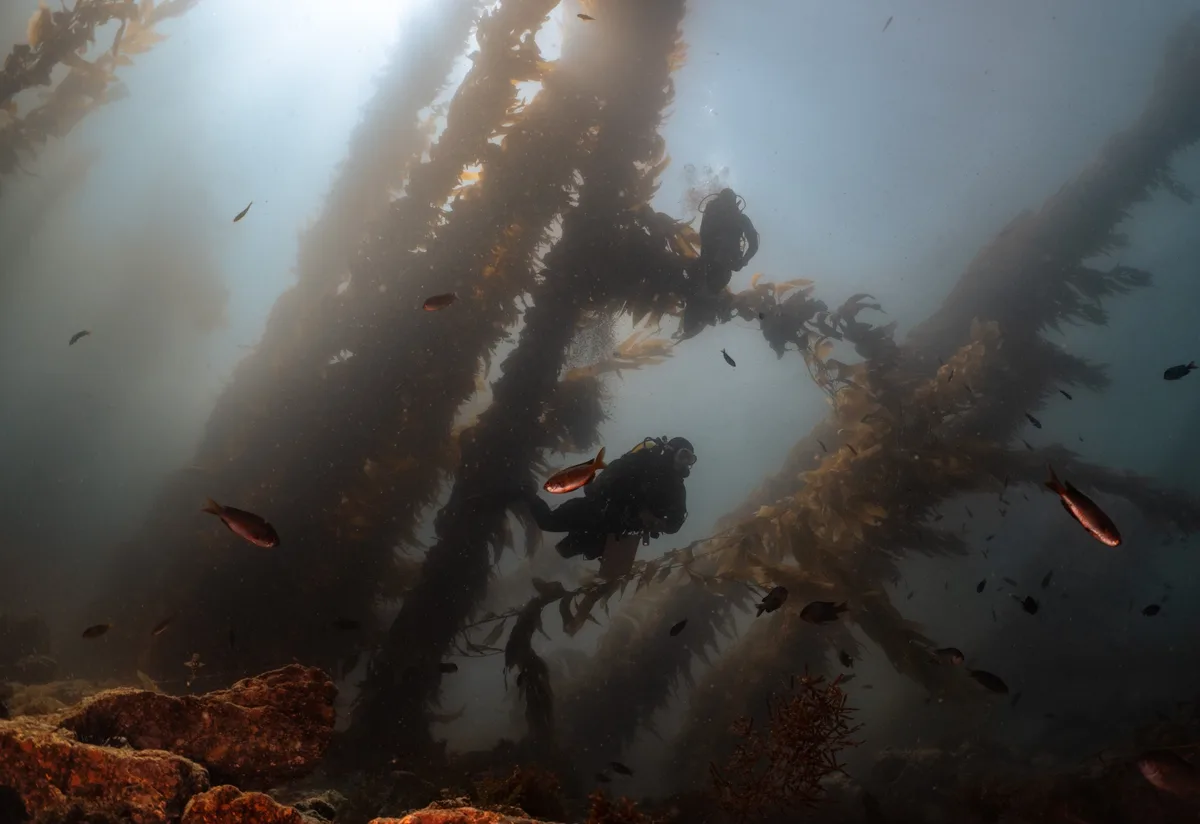 An underwater photograph shows two scuba divers swimming among towering, sunlit kelp forests with small fish swimming around…