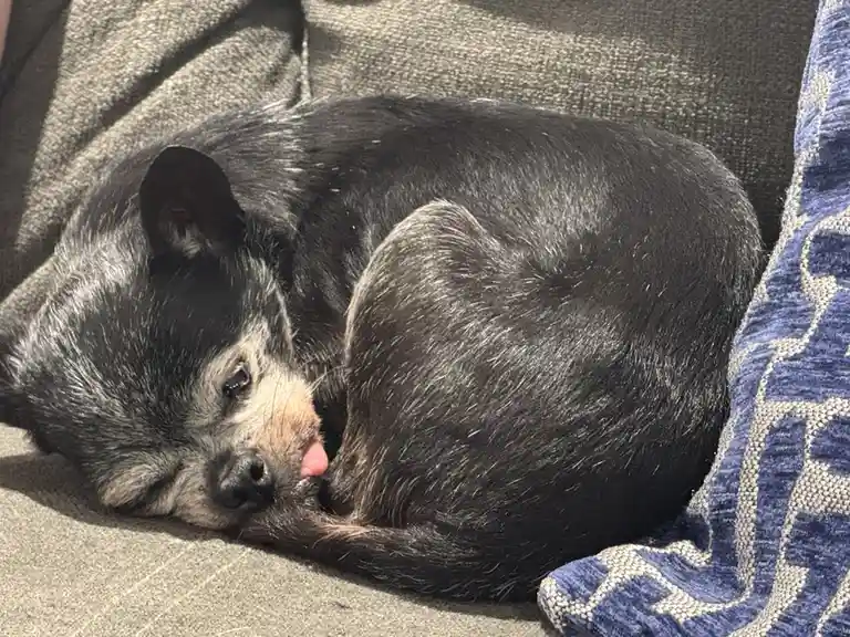 A small black and gray dog with a tan muzzle is curled up asleep on a gray couch, its pink tongue slightly sticking out…