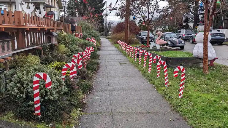 A residential sidewalk is lined with numerous large, red-and-white striped candy cane decorations on both sides. In the…