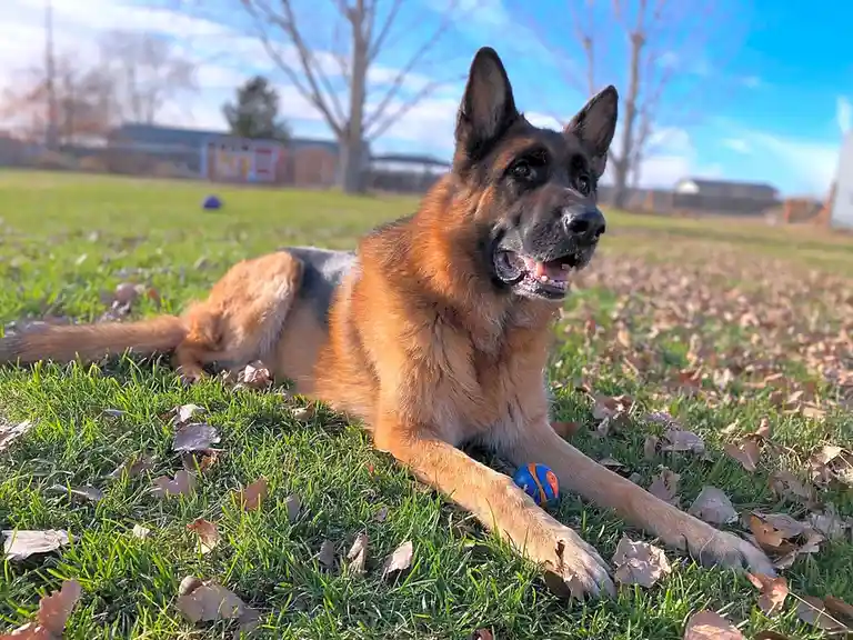 A German Shepherd dog is lying on green grass scattered with dry leaves, looking directly at the camera with a relaxed…