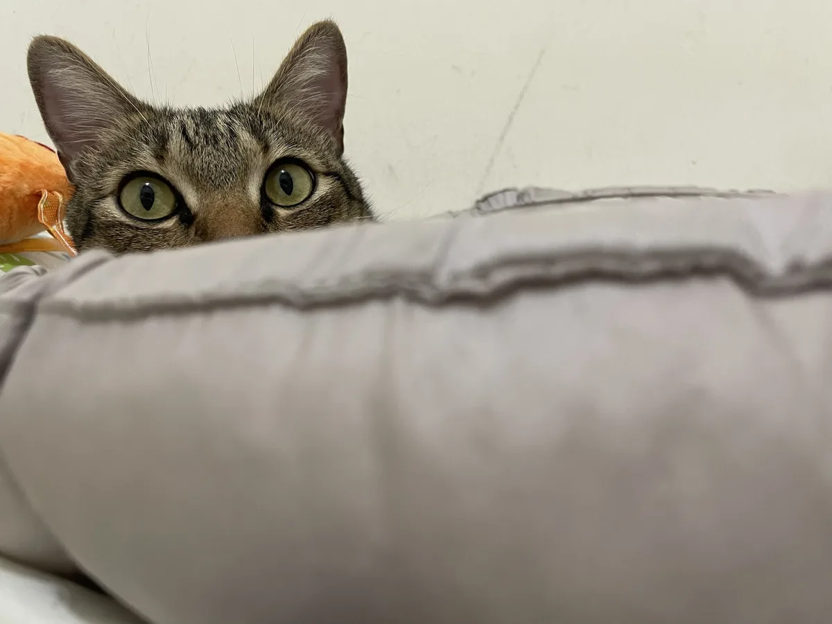 A tabby cat with wide, green eyes peeks over the edge of a gray, quilted blanket, appearing alert and curious. To the left…