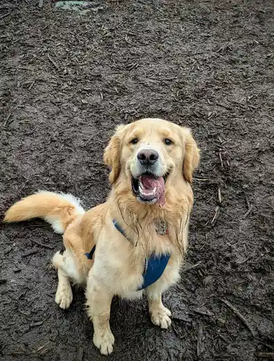 A golden retriever dog is sitting in dark, wet mulch, looking up with its mouth open and tongue out, appearing muddy and…