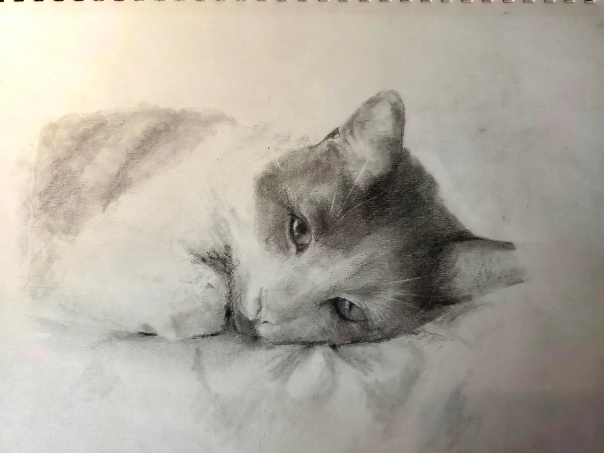 A detailed pencil sketch of a cat lying down with its head resting on its paws, rendered in grayscale with soft shading. The…
