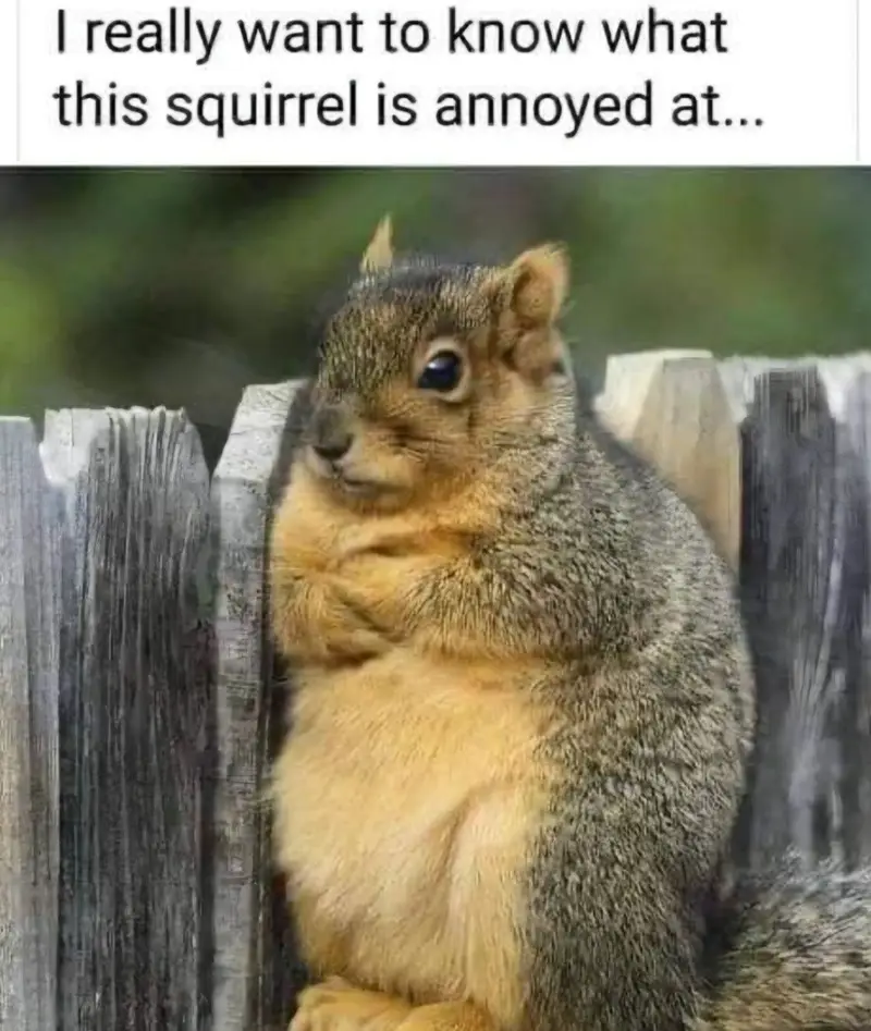 A close-up photo of a squirrel with a grumpy, annoyed expression, sitting on a weathered wooden fence. The squirrel's fur is…