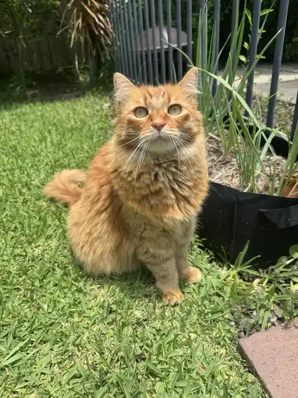 An orange tabby cat sits on green grass outdoors, looking directly at the camera with wide, slightly unimpressed eyes…