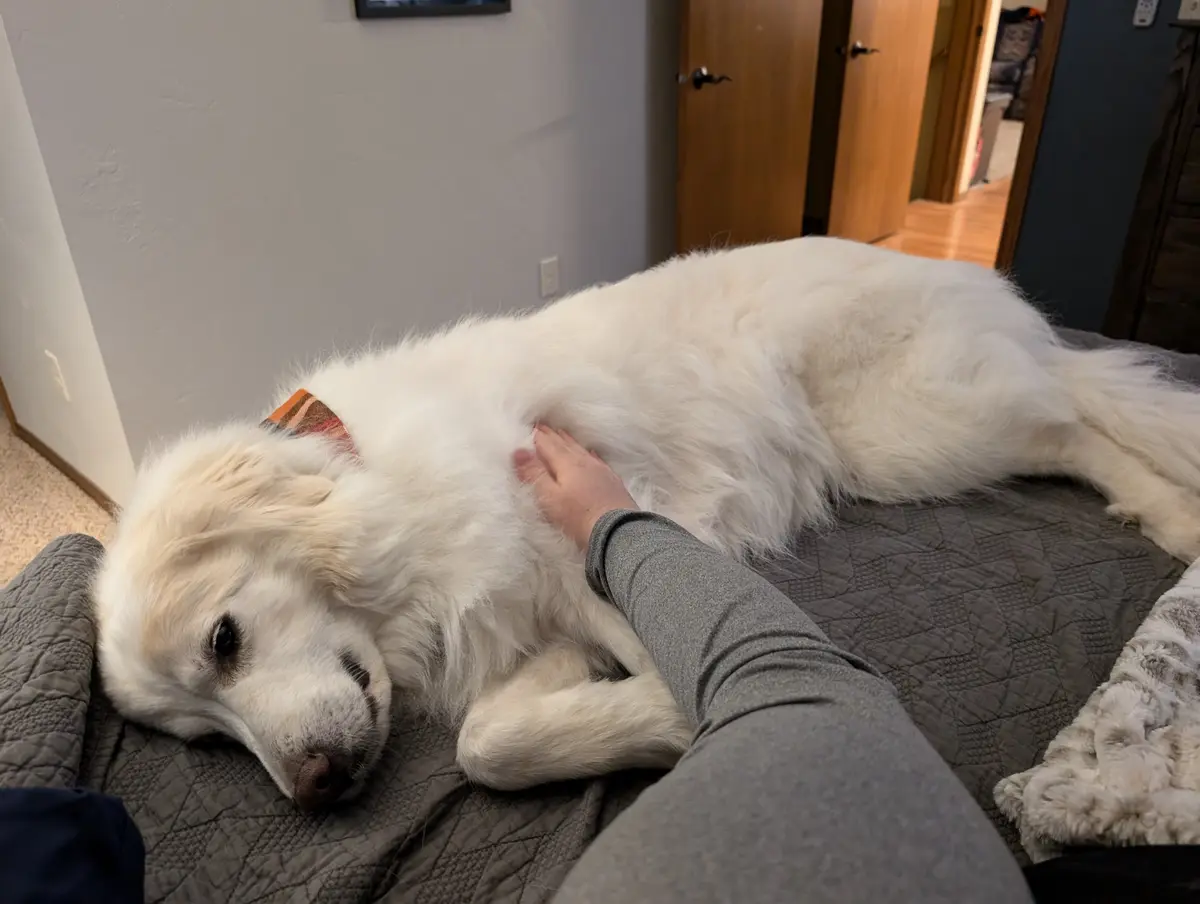 A large, fluffy white dog lies relaxed on a gray quilted bed, its head resting on the bedding while a person's hand pets its…