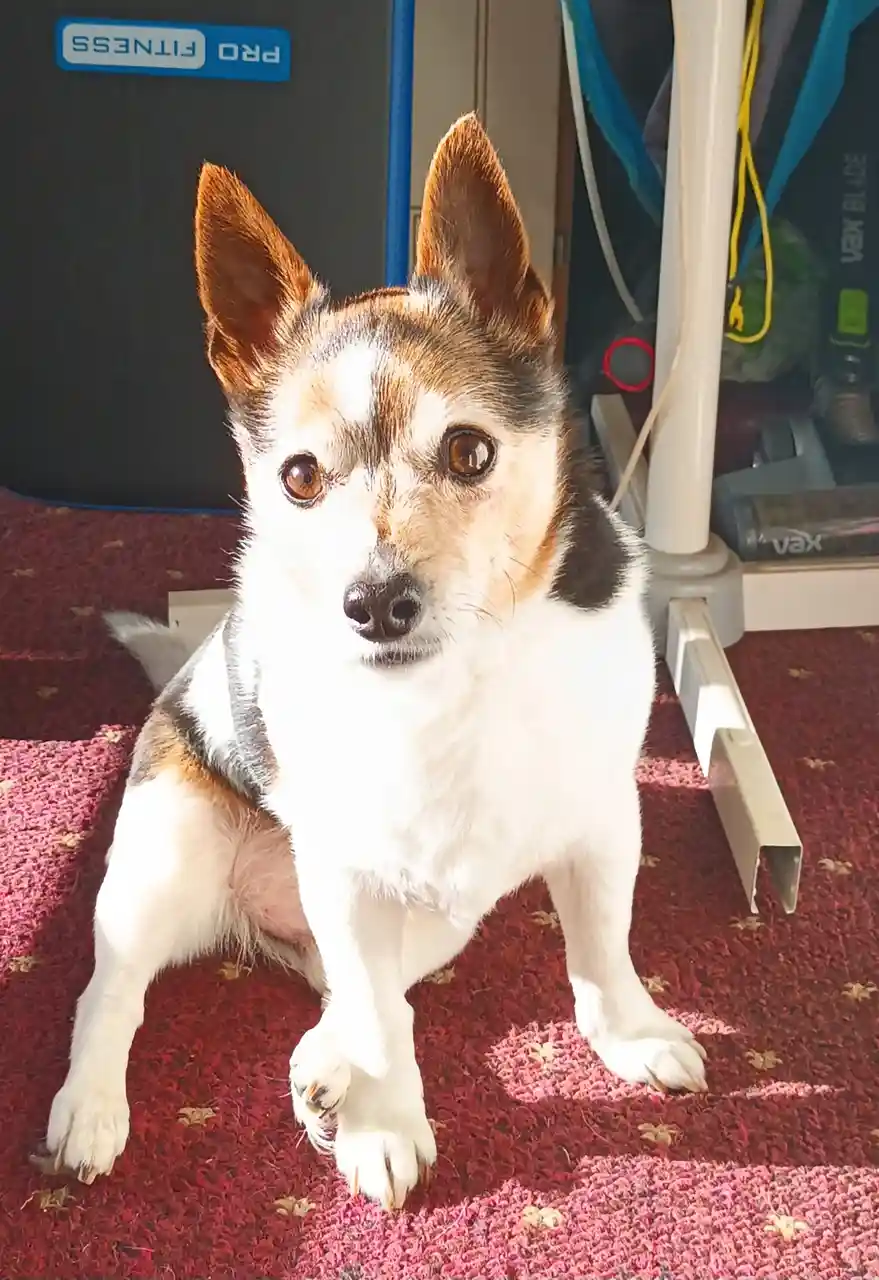 A small, alert-looking dog with white, brown, and black fur sits upright on a red patterned carpet, looking directly at the…
