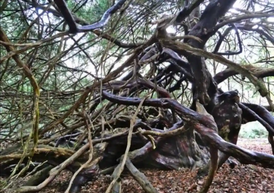 A dense, chaotic tangle of dark, gnarled tree branches and roots fills the frame, resembling a complex, natural sculpture…