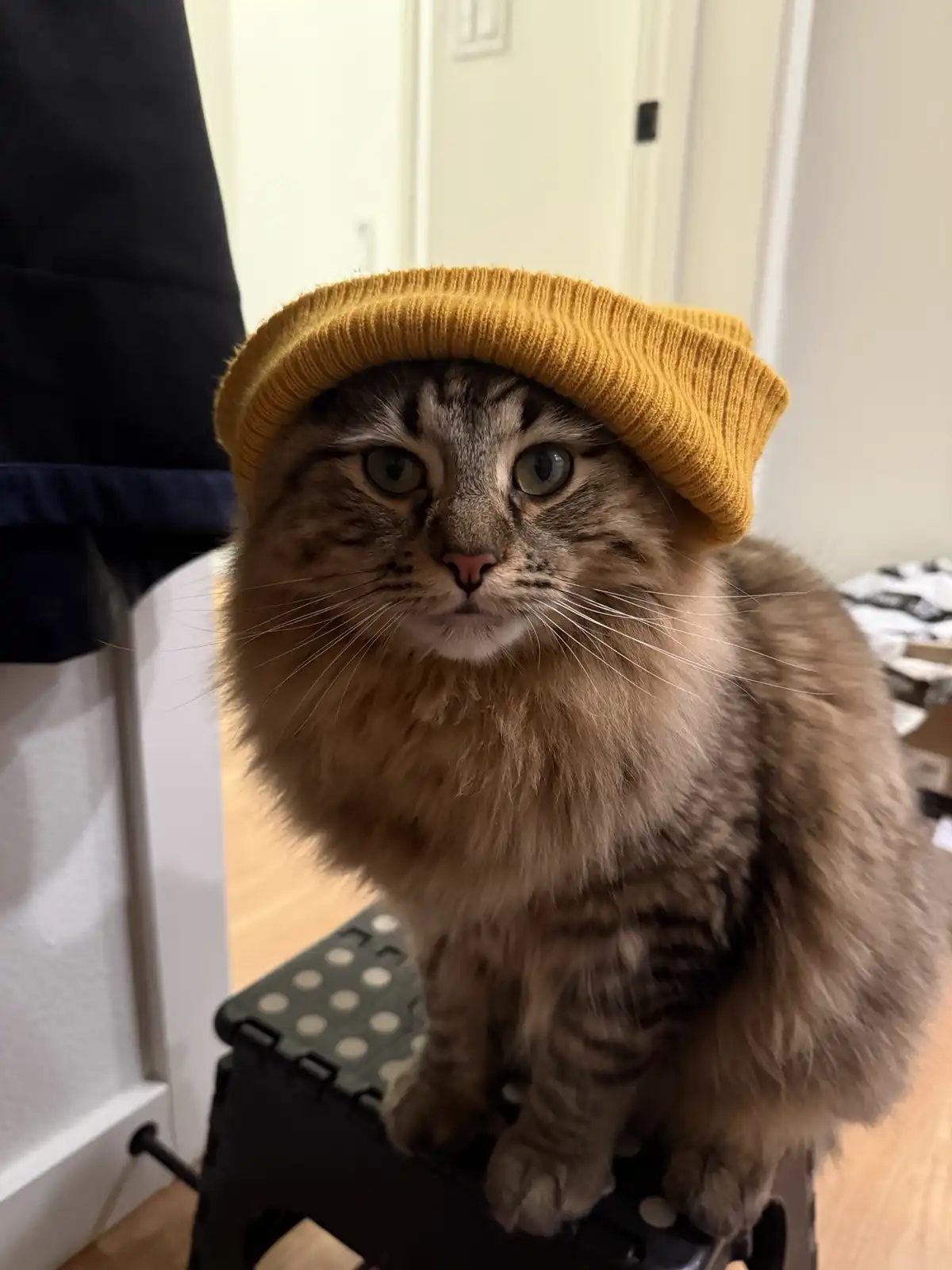 A fluffy, long-haired tabby cat with green eyes sits upright on a black step stool, wearing a mustard-yellow knit beanie…