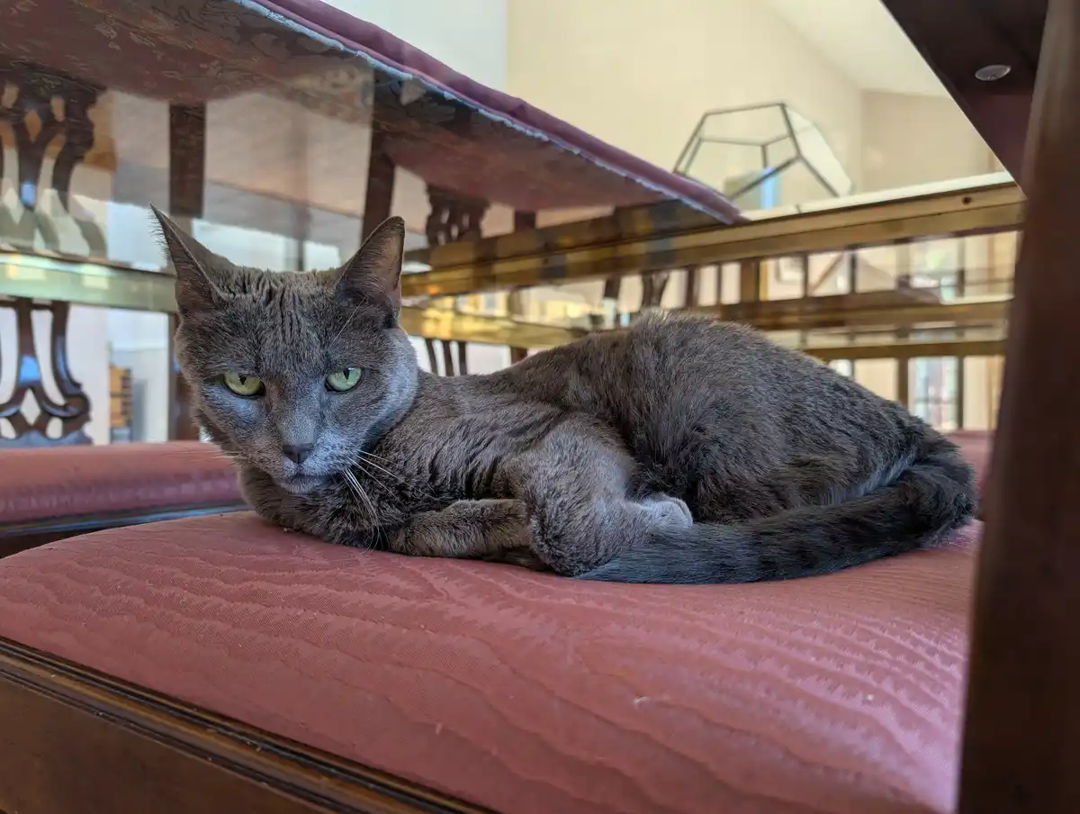 A gray cat with green eyes is lying curled up on a red upholstered bench under a wooden structure, looking directly at the…