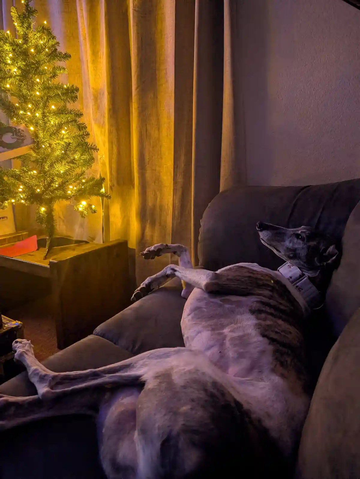 A greyhound dog lounges comfortably on a dark couch in a warmly lit room, its long legs stretched out and head tilted…