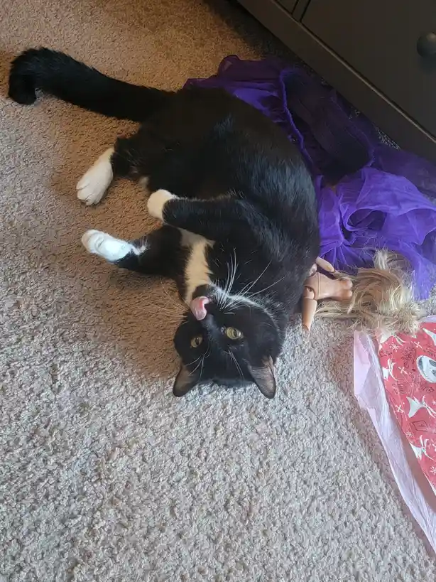 A black and white cat lies on its back on a beige carpet, licking its nose while wearing a purple doll's dress. Beside it is…