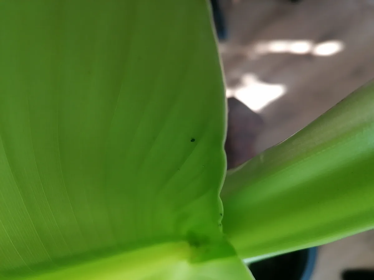 A close-up photo shows two large, vibrant green plant leaves meeting at a point, with a small dark speck visible on one…