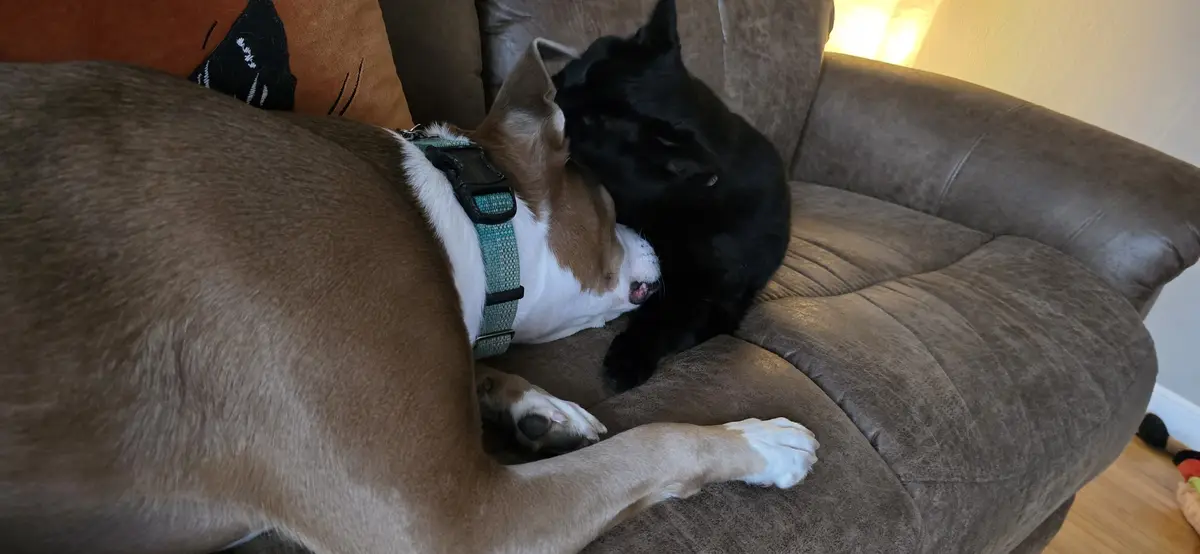 A black cat is nuzzling or licking the head of a brown and white dog that is lying on a brown couch. The dog wears a green…