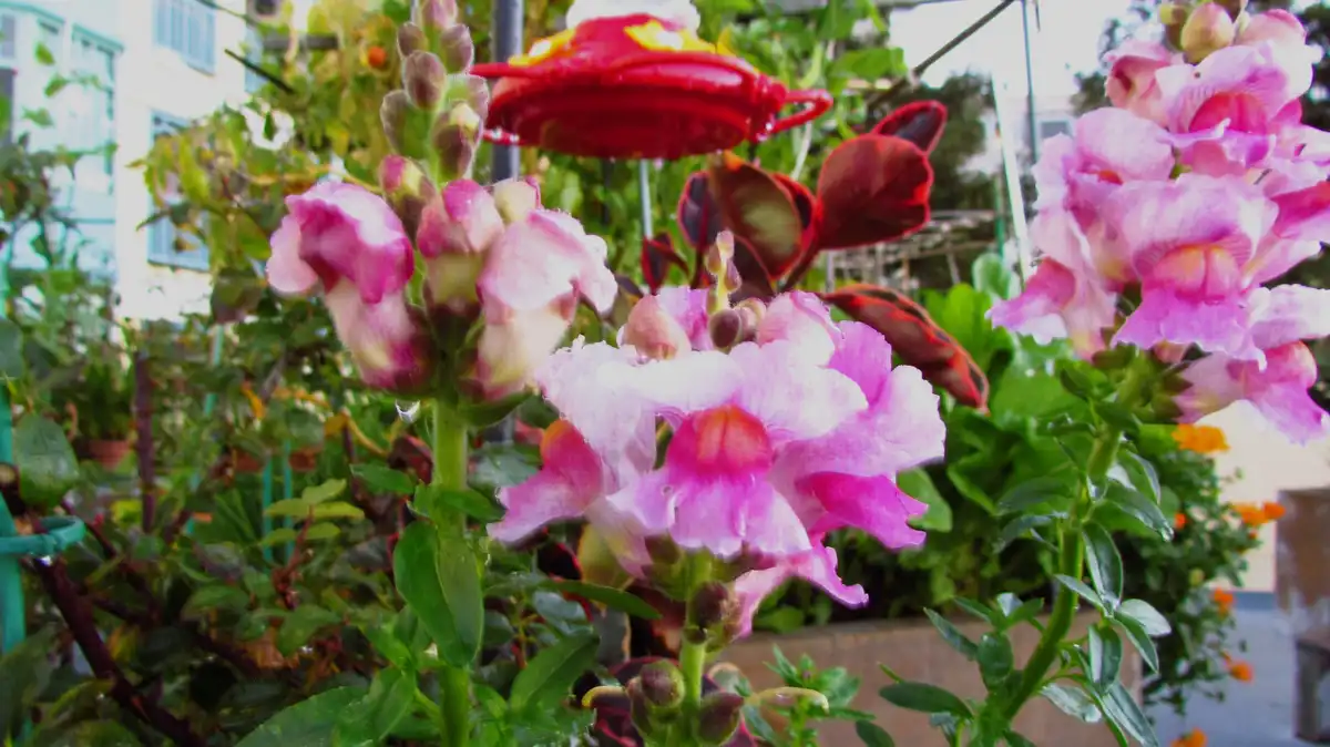 A close-up photo of pink and white snapdragon flowers in a garden, with a red plastic fire hydrant toy visible in the…