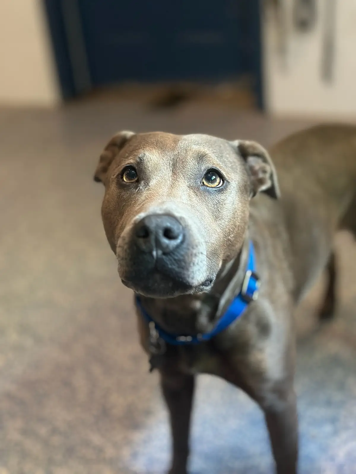 A close-up photo of a brown dog with large, pleading eyes looking directly at the camera, wearing a blue collar, standing…