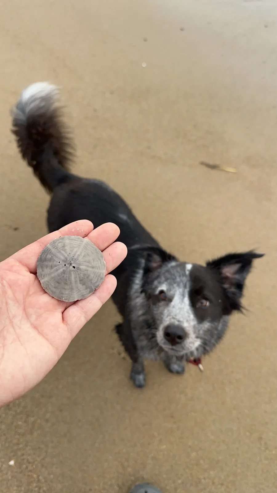 A person holds a gray, circular sea urchin shell on a sandy beach while a black and white dog with a fluffy tail looks up at…