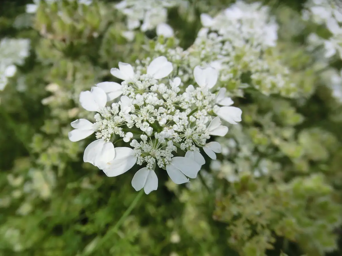 A close-up photograph of a white flowering plant with delicate, clustered blooms against a blurred green background. The…