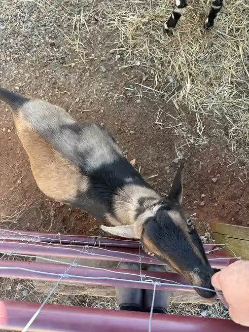 A close-up, top-down view shows a black-and-tan goat with a striped coat leaning over a red metal fence to eat from a…