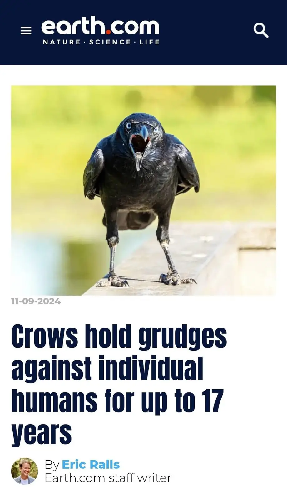 A close-up photo shows a black crow standing on a wooden surface with its beak open wide, appearing to screech. The image is…