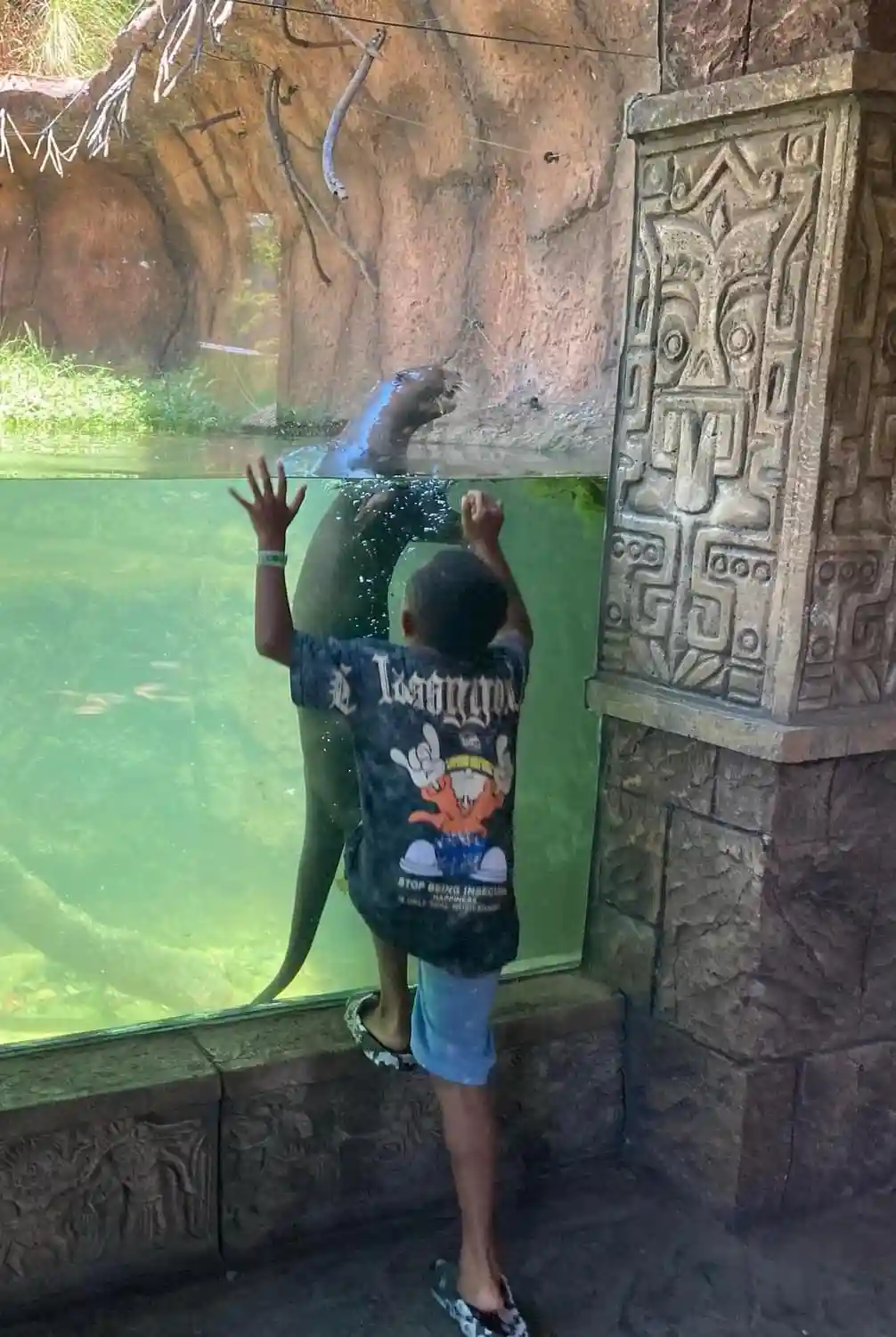 A young child in a graphic t-shirt and shorts stands at a glass enclosure, pressing their hands against the glass as a large…