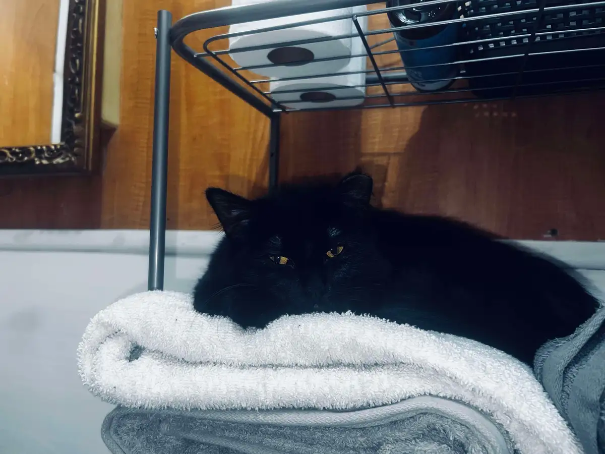 A fluffy black cat with glowing yellow eyes is lying on a white towel, looking directly at the camera with a sleepy…