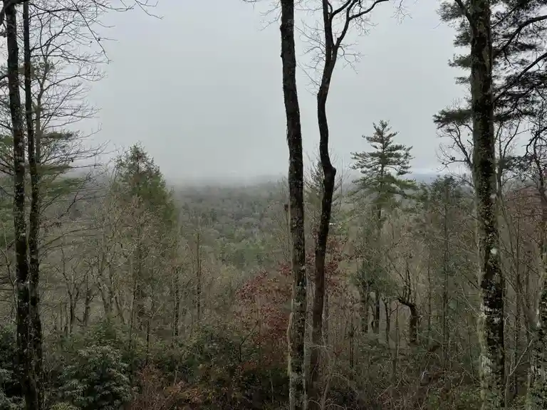North Carolina: The November 2024 Vibe