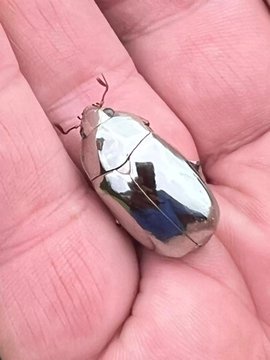 a shiny, metallic-looking beetle with a reflective silver shell rests on an open human palm, its body reflecting…
