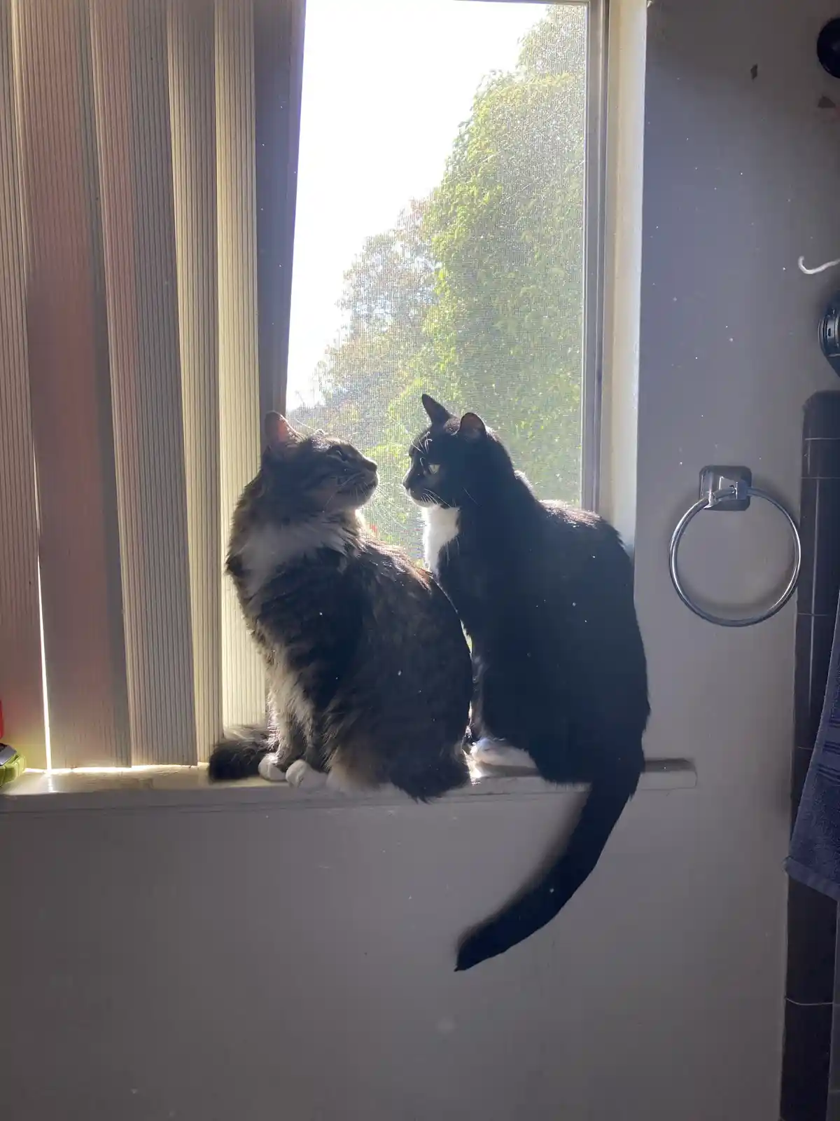 Two cats sit side-by-side on a windowsill, gazing intently at each other with serious expressions. The cat on the left is a…
