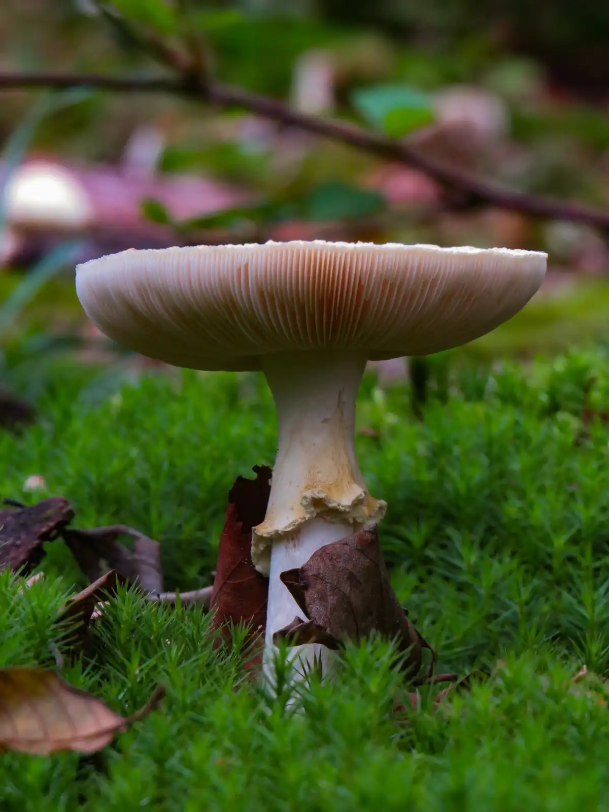 A close-up photograph shows a pale, fleshy mushroom with a wide, slightly upturned cap and visible gills, growing from a…