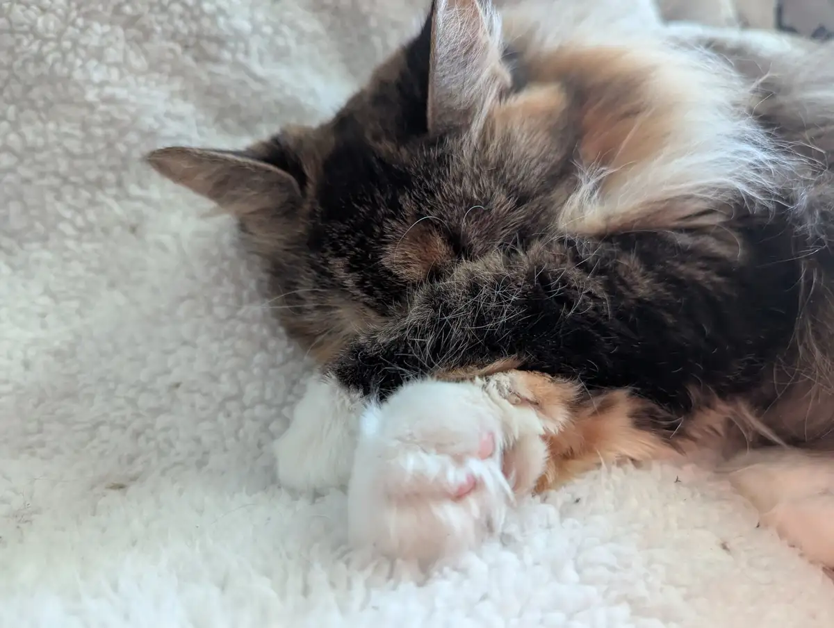 A fluffy calico cat with dark brown, orange, and white fur is curled up sleeping on a soft white textured blanket, with one…